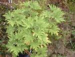 Pelargonium citronellum 'Mabel Grey'